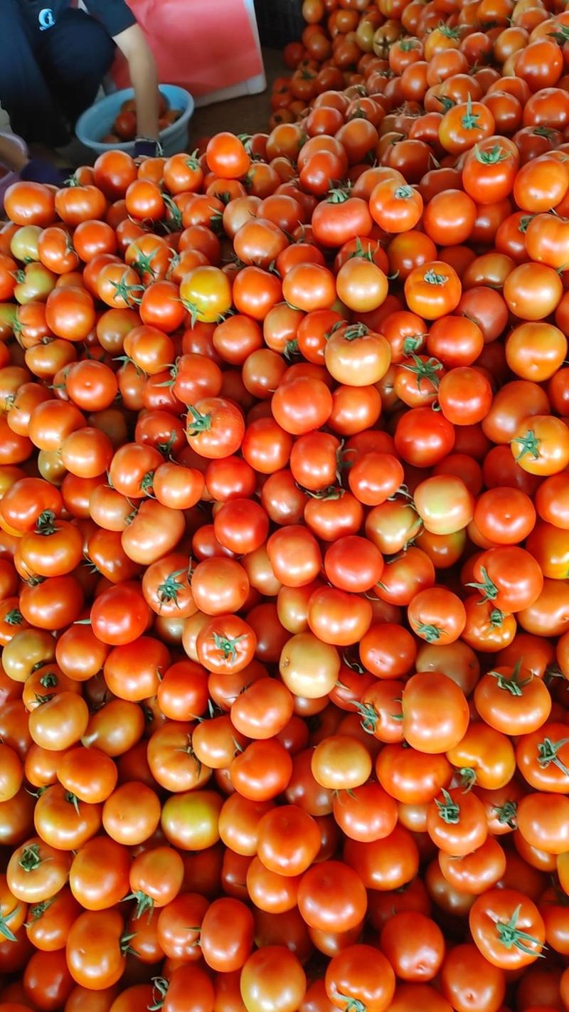 云南红河精品西红柿大量上市整车发货量大从优电联采购