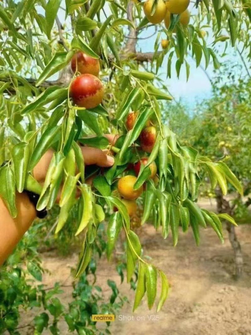 沾化冬枣