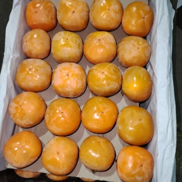 吊红柿子