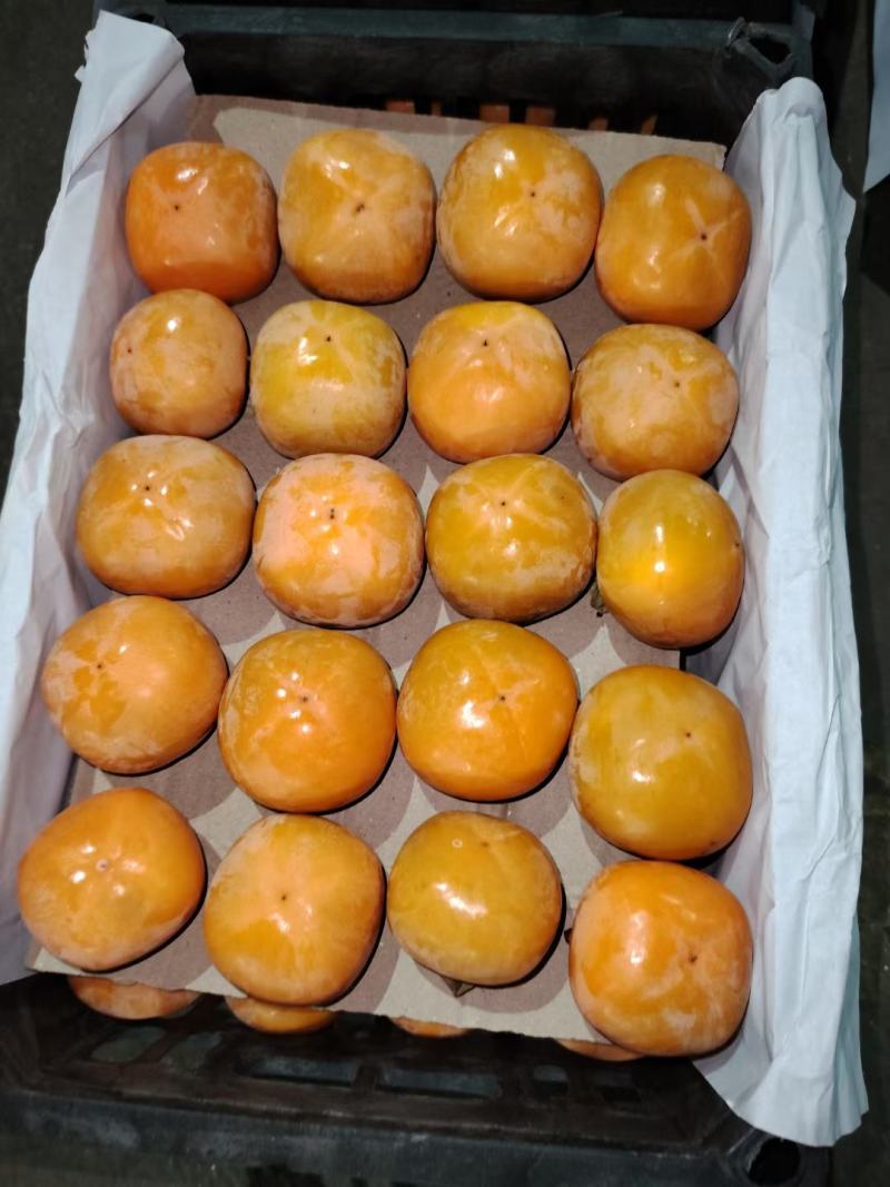 吊红柿子
