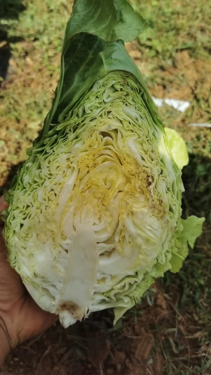 牛心甘蓝