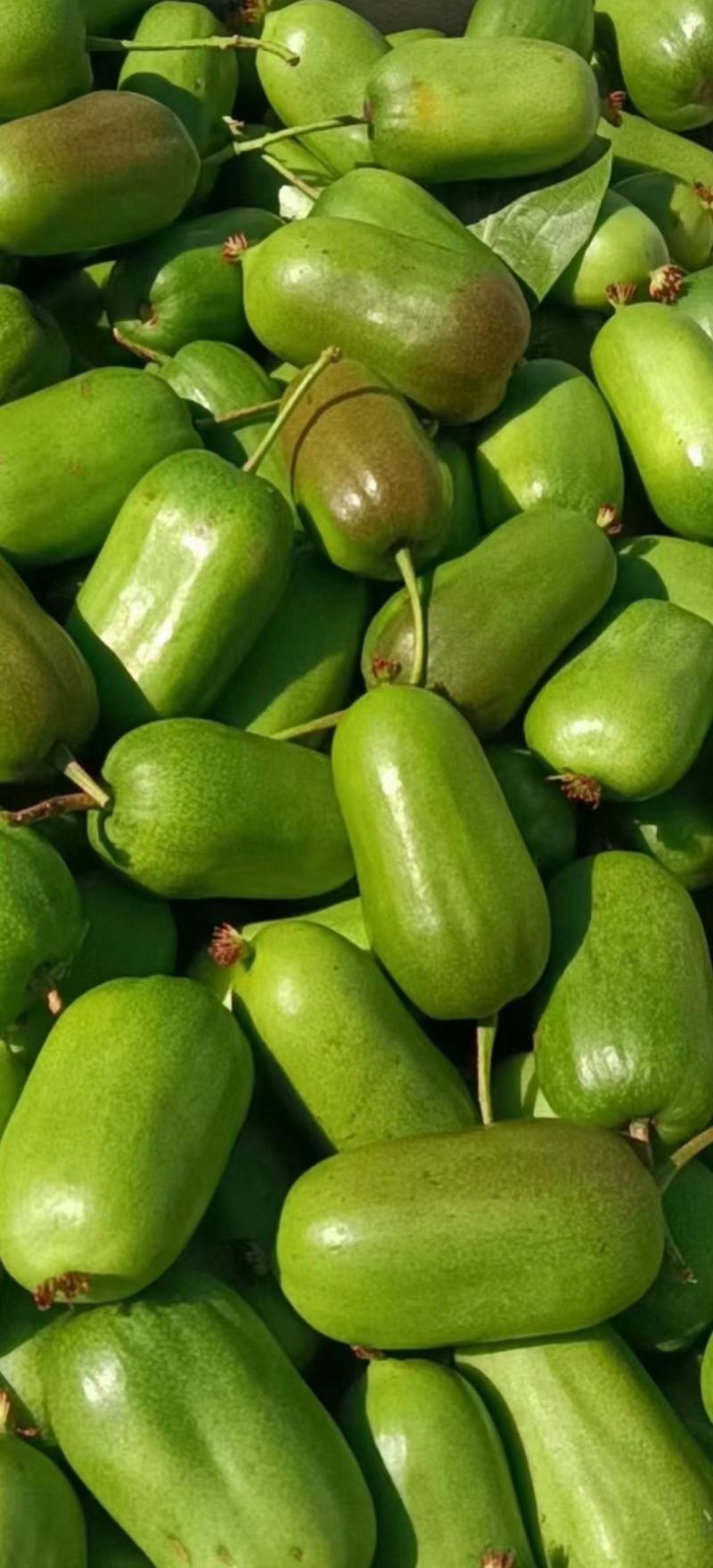 软枣子，泥猴桃，野生软枣子