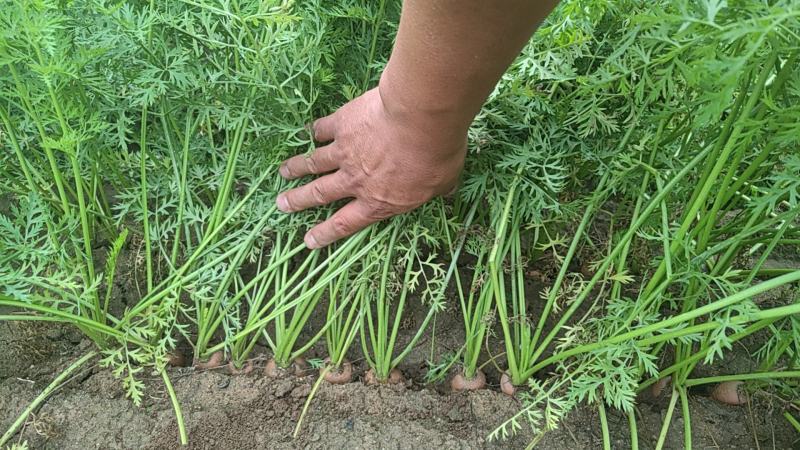 三红胡萝卜3两以上带土10厘米以上红