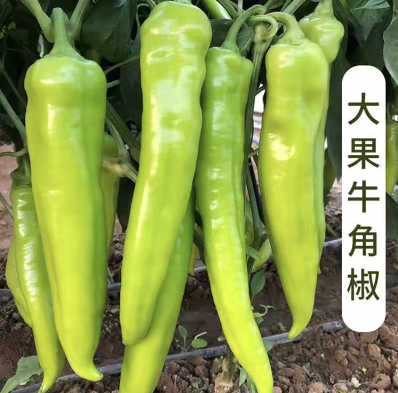 陕精品尖椒-量大从优-音效现摘-品质保障-支持验货欢迎