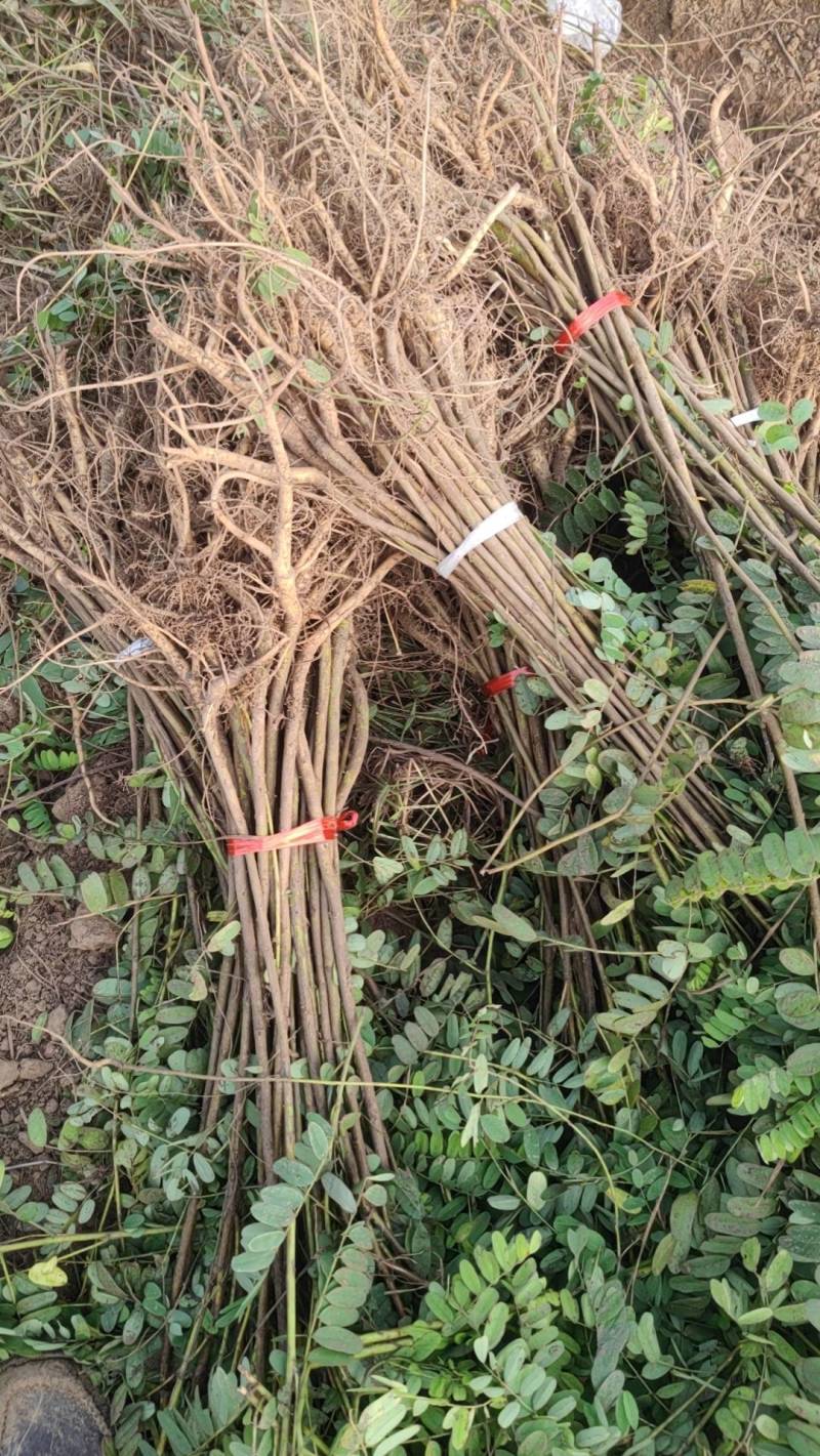 大量供应紫穗槐，产地一手货源，基地发货，全国可发