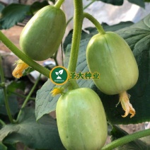 玉女黄瓜种子拇指黄瓜种子水果黄瓜种子金童玉女黄瓜种子