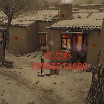 红豆杉果子