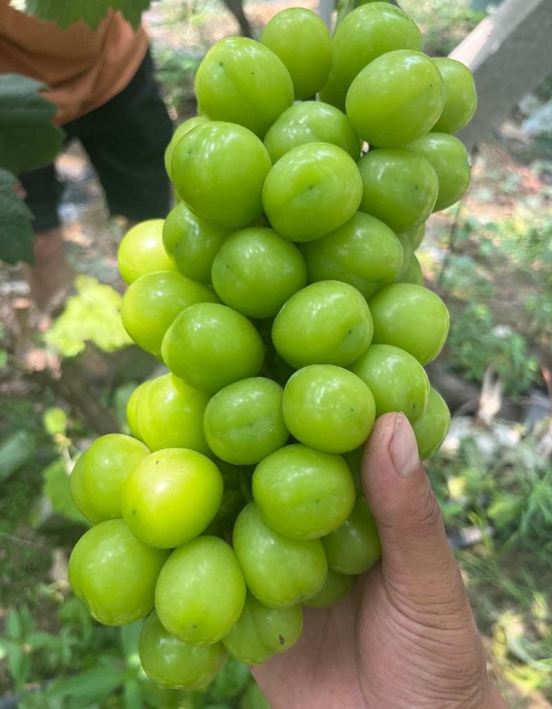 阳光玫瑰葡萄河南产区颗粒饱满串形好糖度高口感好货源充足