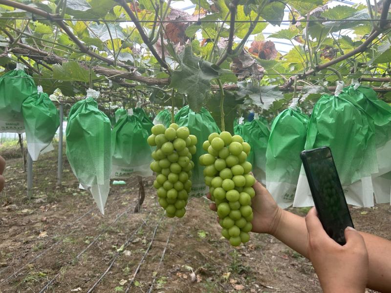 阳光玫瑰葡萄河南产区颗粒饱满串形好糖度高口感好货源充足