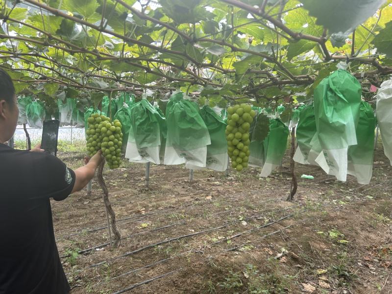 阳光玫瑰葡萄河南产区颗粒饱满串形好糖度高口感好货源充足