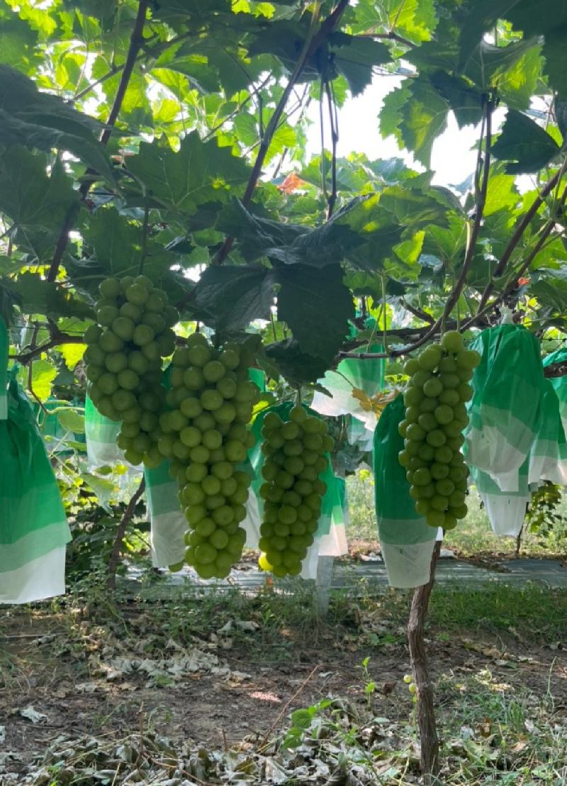 阳光玫瑰葡萄河南产区颗粒饱满串形好糖度高口感好货源充足