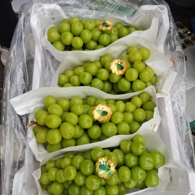 《牛商》山东阳光玫瑰葡萄大量新鲜供应，粒大饱满口感甘甜