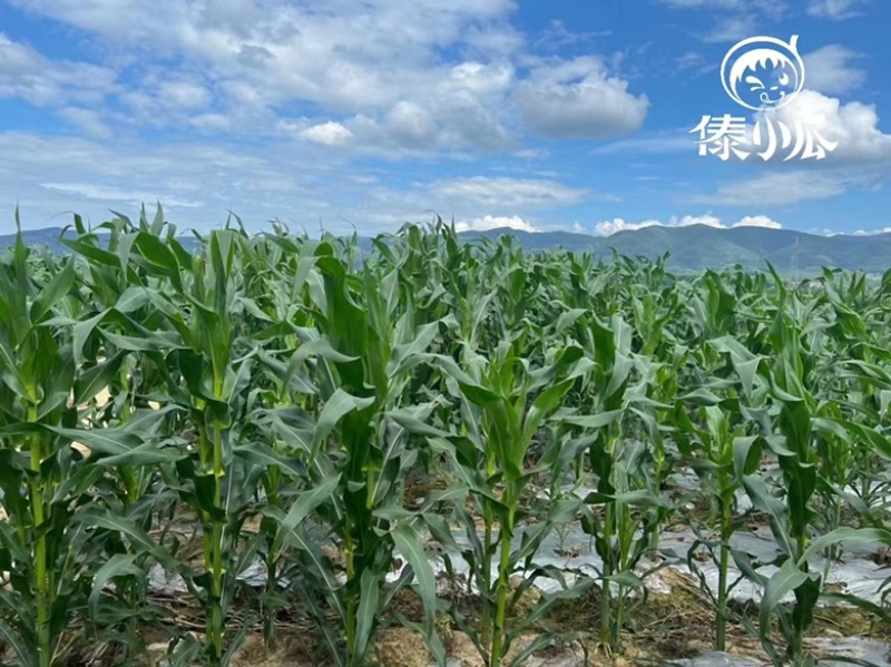 西双版纳拇指小玉米，珍珠玉米，真空包装产地直发