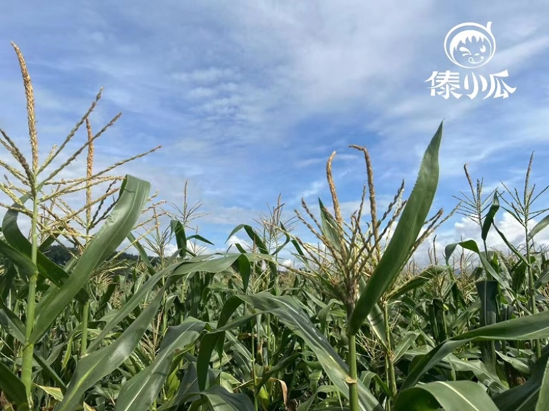 西双版纳拇指小玉米，珍珠玉米，真空包装产地直发