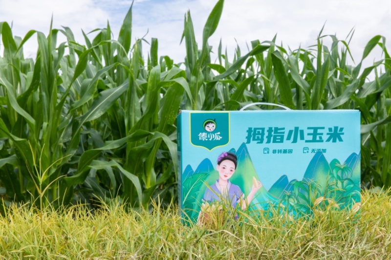 西双版纳拇指小玉米，珍珠玉米，真空包装产地直发