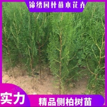 南阳锦绣花卉基地，大量上市侧柏树苗，量大从优欢迎订购