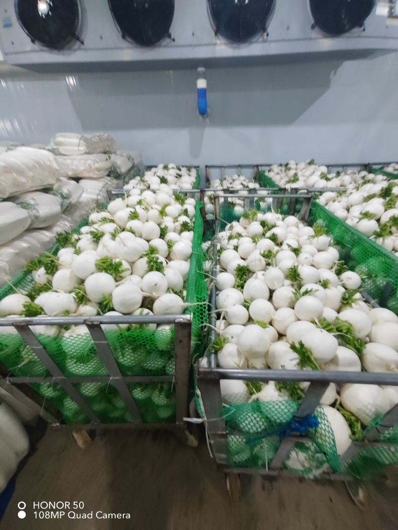 圆白萝卜
