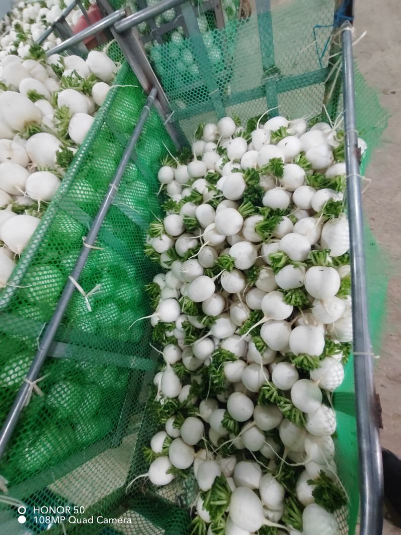 圆白萝卜