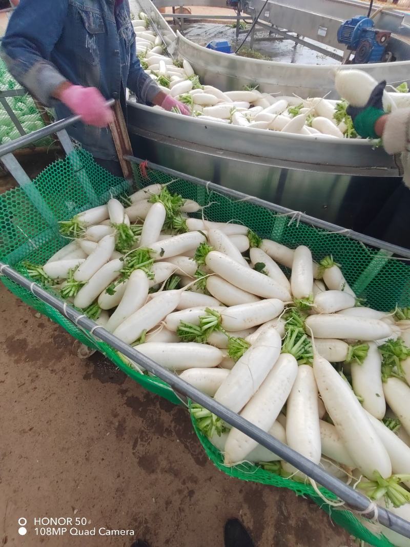 高山白萝卜