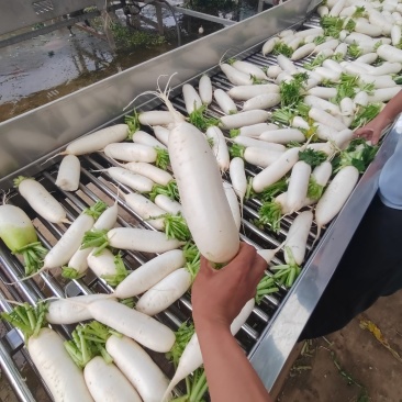 高山白萝卜