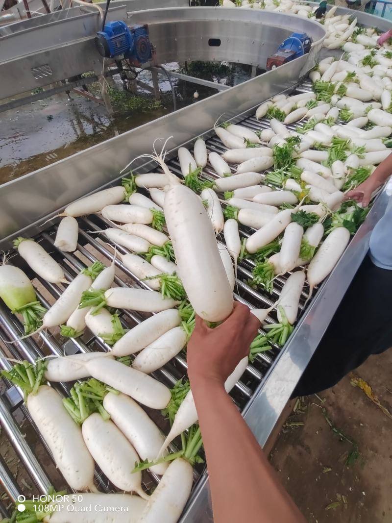 高山白萝卜