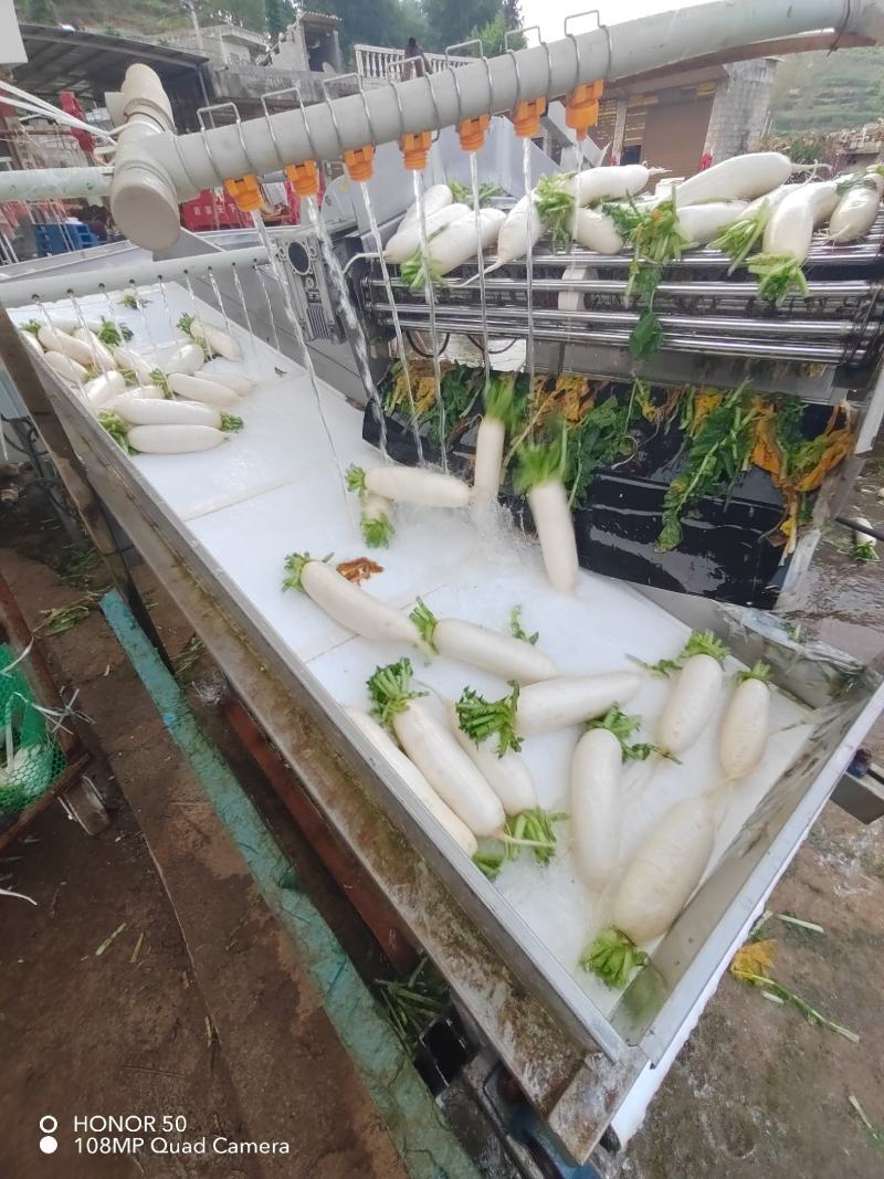 高山白萝卜