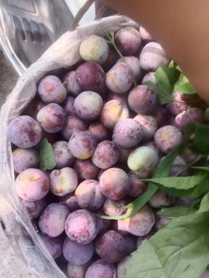 汉源九襄小脆红