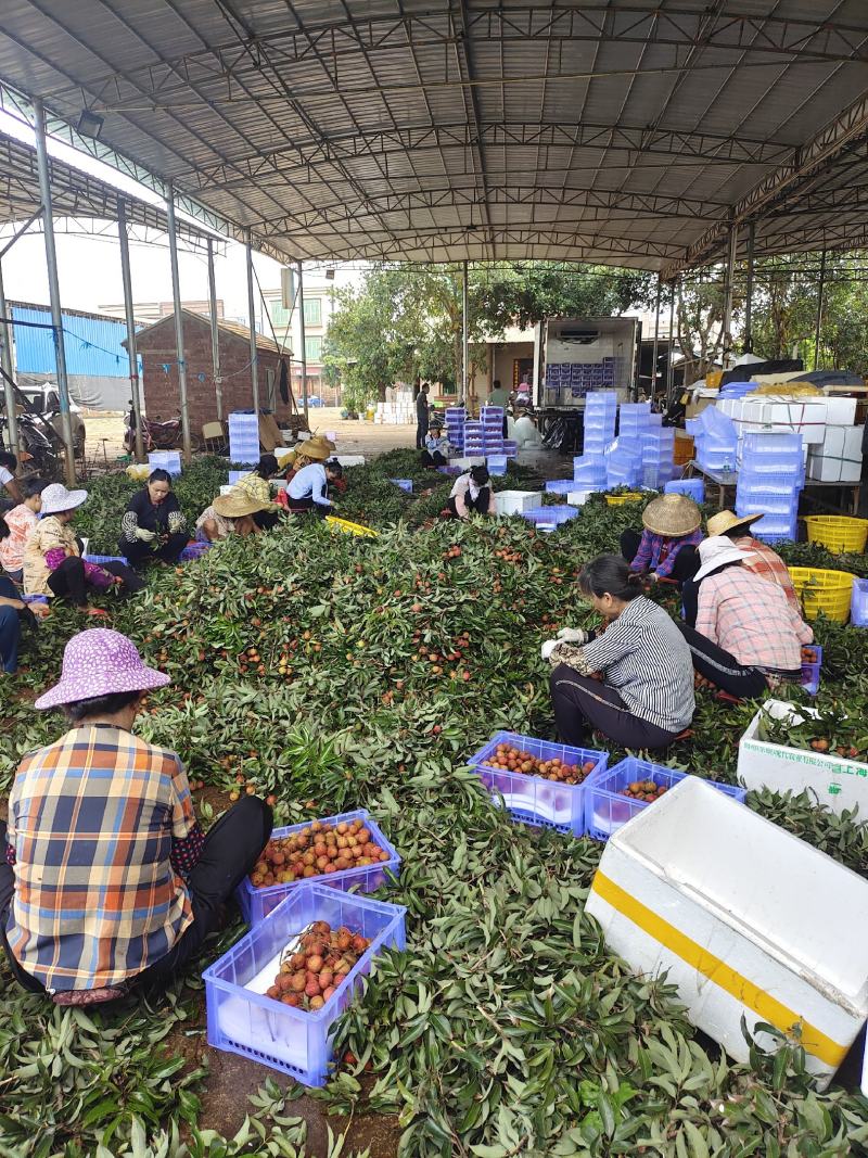 广东白糖罂荔枝妃子笑荔枝产地大量货供应电商超市质量保证