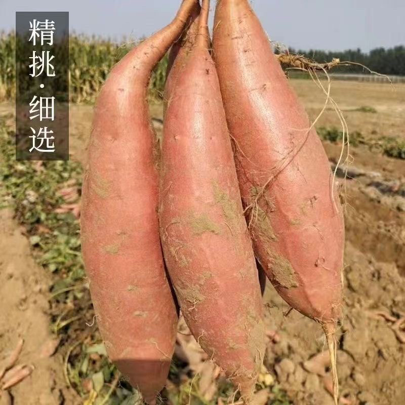 烟薯大量供应现挖现发可视频看货量大从优