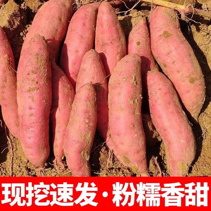 西瓜红红薯大量现货现挖现发量大从优欢迎咨询