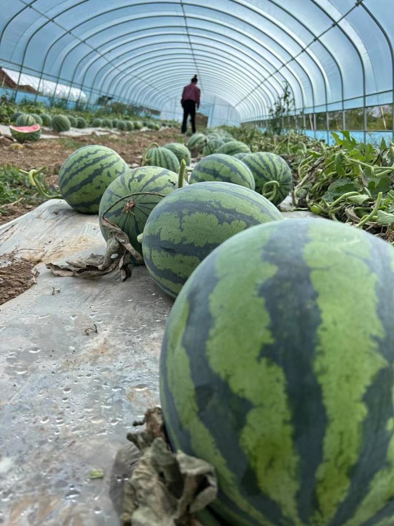 广东湛江雷州美都西瓜大量上市一手货源，现采现摘