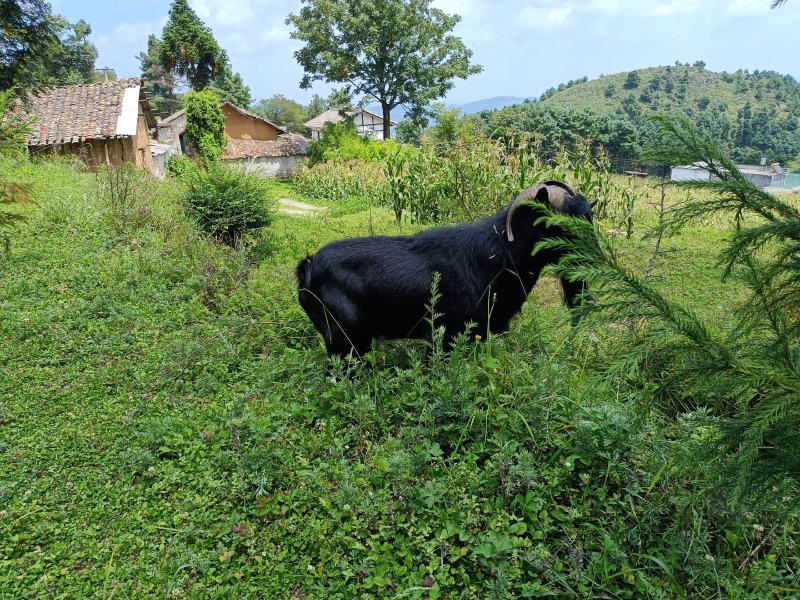 大家好我是贵州威宁小周猪牛羊马代办本地黑山有需要的老板