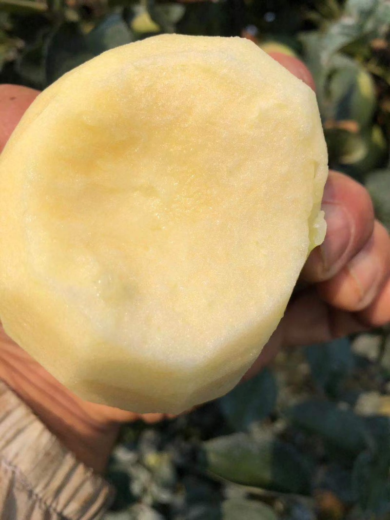 山东青岛青森苹果上市/脆甜皮薄/保质保量/产地直供