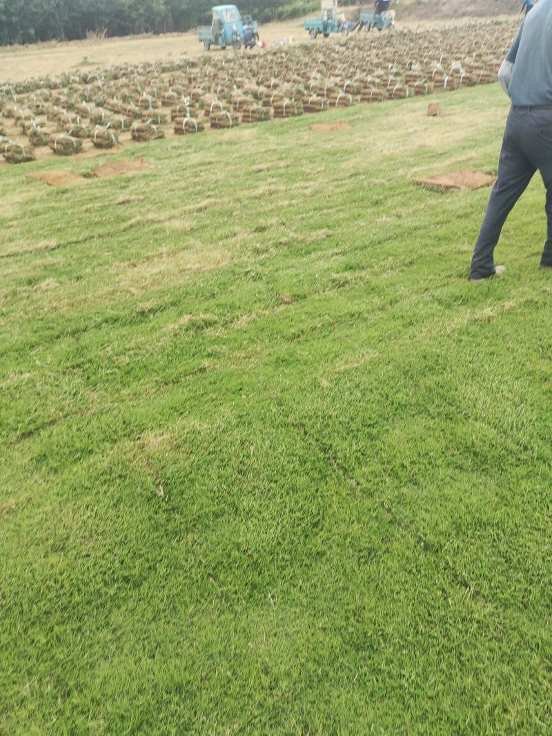 精选兰引三号草坪草基地直发量大从优欢迎致电