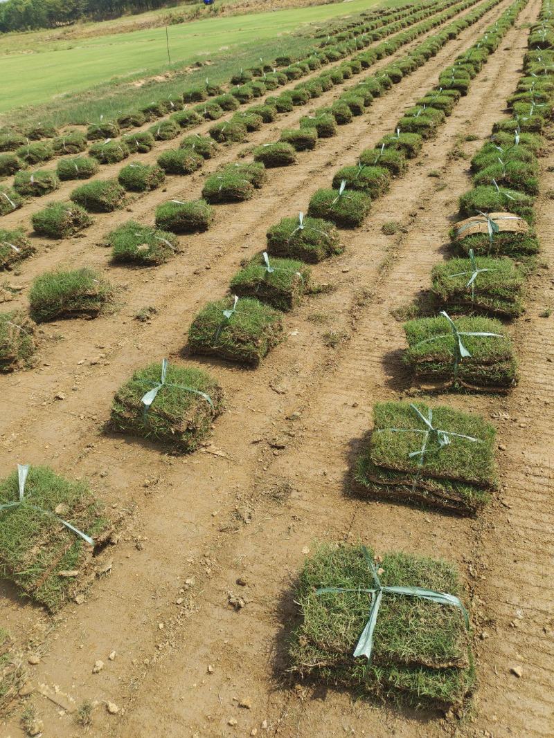 精选兰引三号草坪草基地直发量大从优欢迎致电