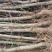大量供应各种规格占地葡萄树、桃树、枣树及各种绿化树