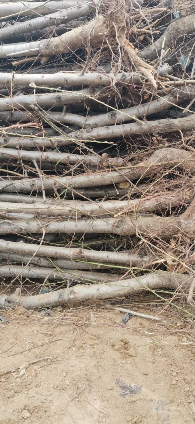 大量供应各种规格占地葡萄树、桃树、枣树及各种绿化树