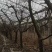 大量供应各种规格占地葡萄树、桃树、枣树及各种绿化树