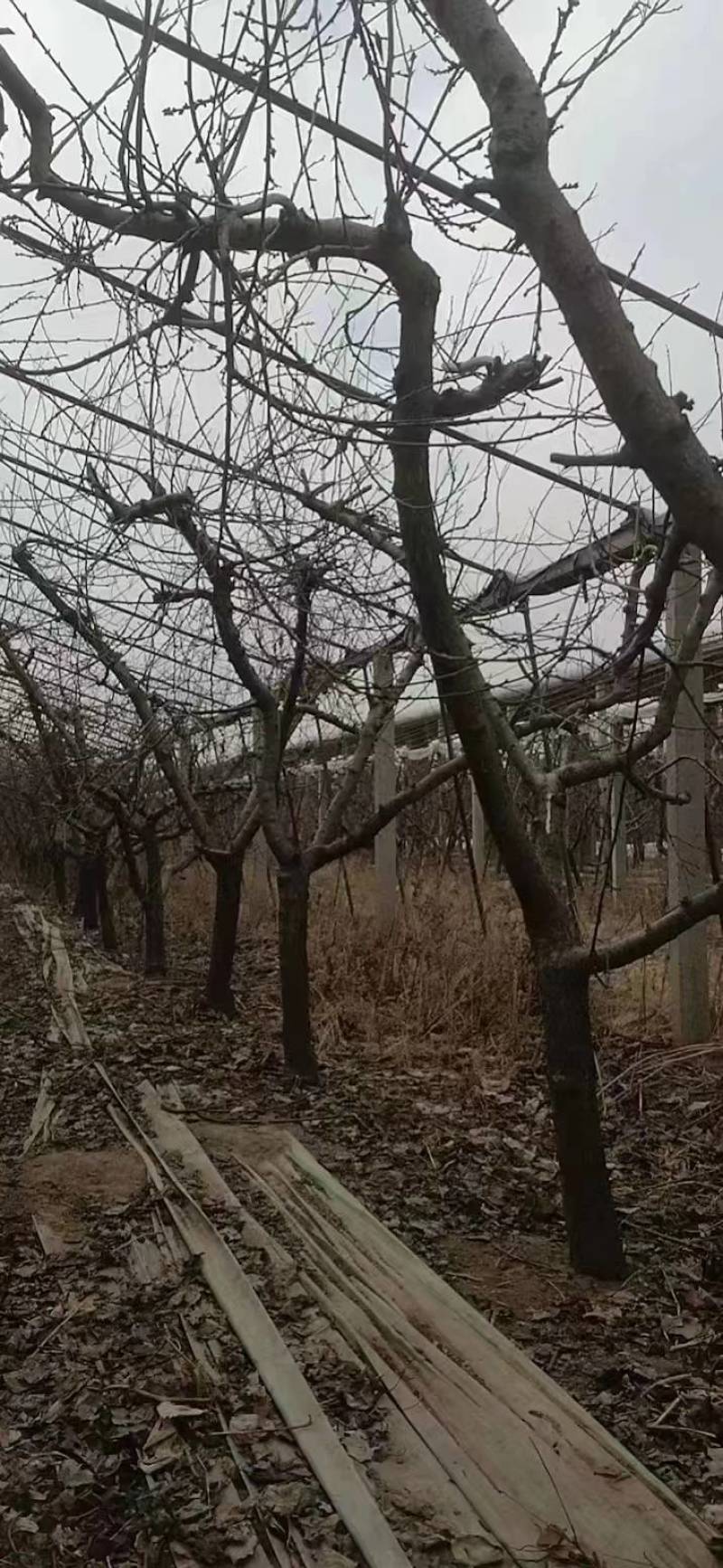 大量供应各种规格占地葡萄树、桃树、枣树及各种绿化树