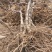 大量供应各种规格占地葡萄树、桃树、枣树及各种绿化树