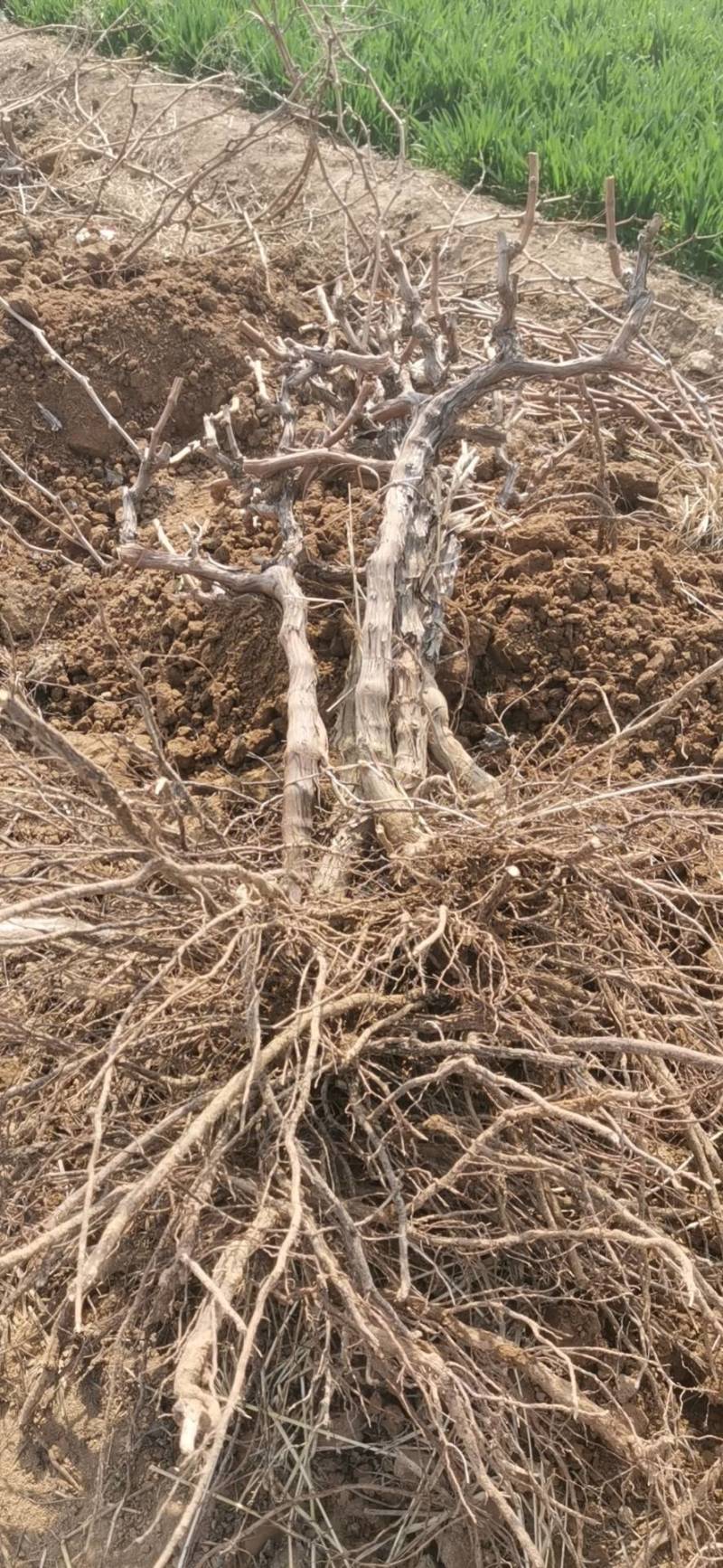大量供应各种规格占地葡萄树、桃树、枣树及各种绿化树