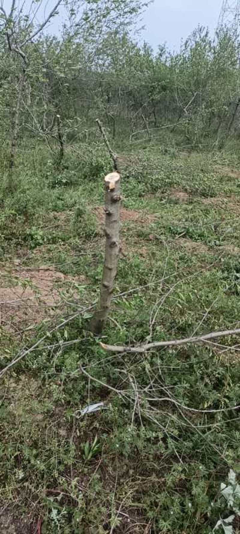 大量供应各种规格占地葡萄树、桃树、枣树及各种绿化树