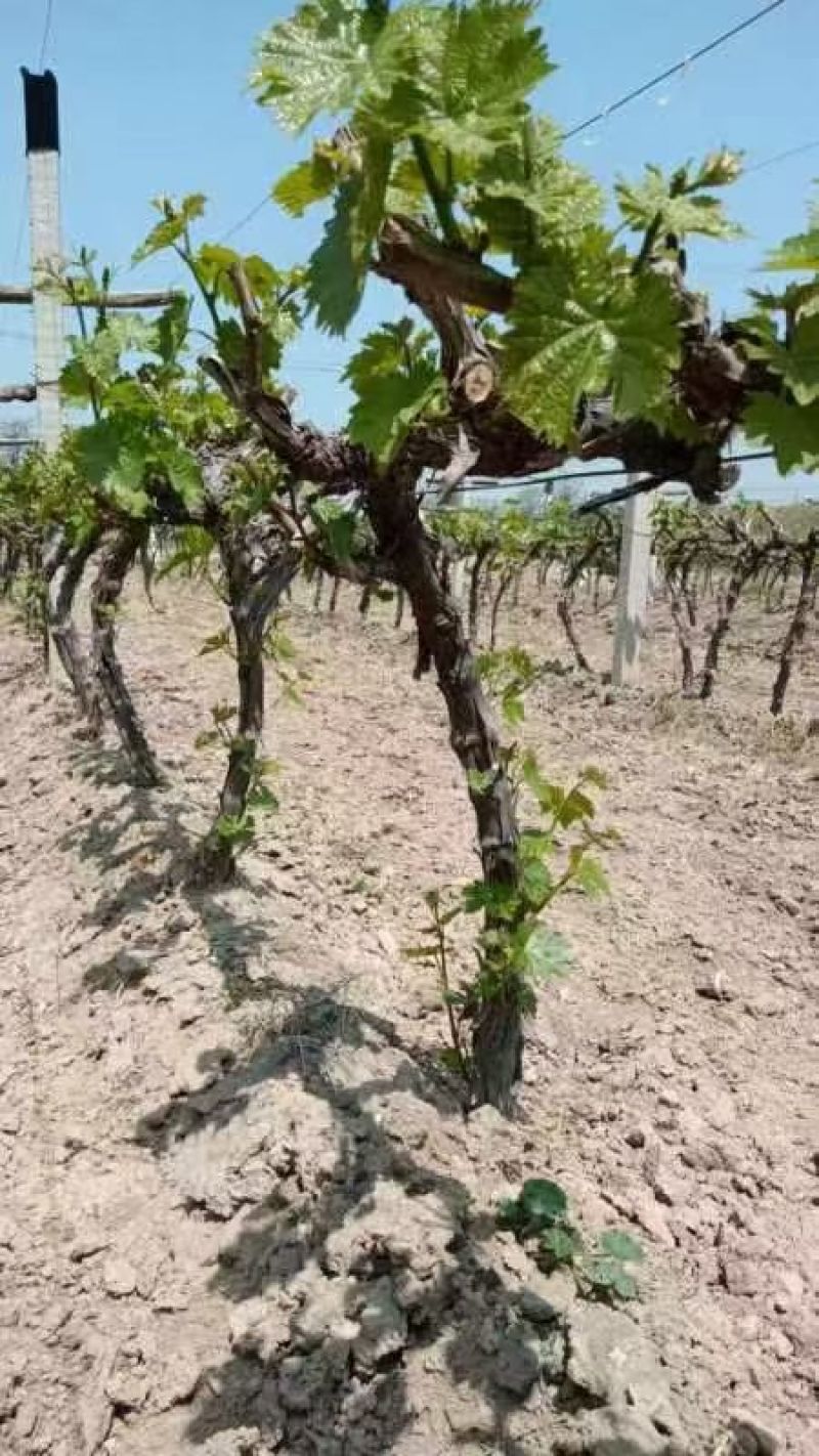 大量供应各种规格占地葡萄树、桃树、枣树及各种绿化树