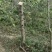 大量供应各种规格占地葡萄树、桃树、枣树及各种绿化树