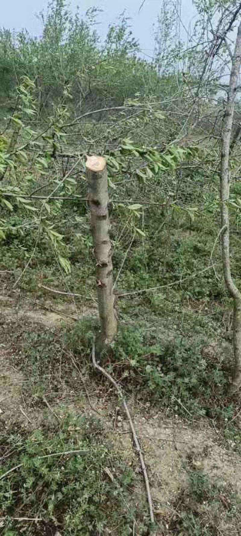 大量供应各种规格占地葡萄树、桃树、枣树及各种绿化树