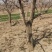 大量供应各种规格占地葡萄树、桃树、枣树及各种绿化树