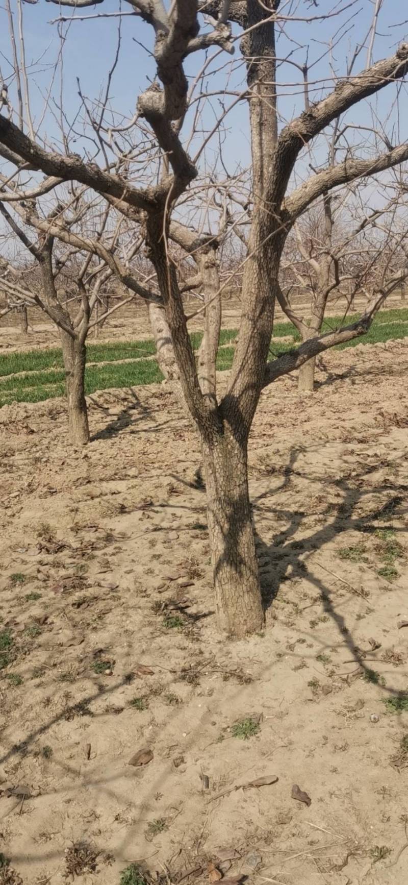 大量供应各种规格占地葡萄树、桃树、枣树及各种绿化树