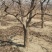 大量供应各种规格占地葡萄树、桃树、枣树及各种绿化树