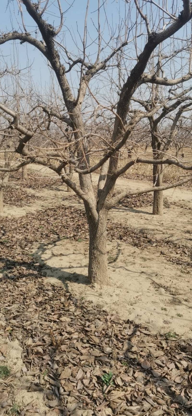 大量供应各种规格占地葡萄树、桃树、枣树及各种绿化树