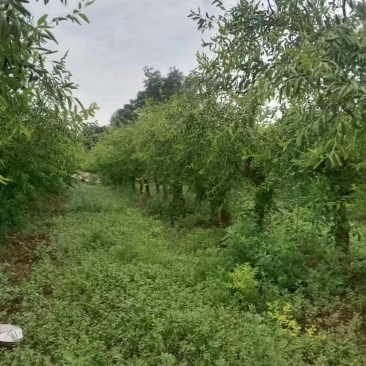大量供应各种规格占地葡萄树、桃树、枣树及各种绿化树